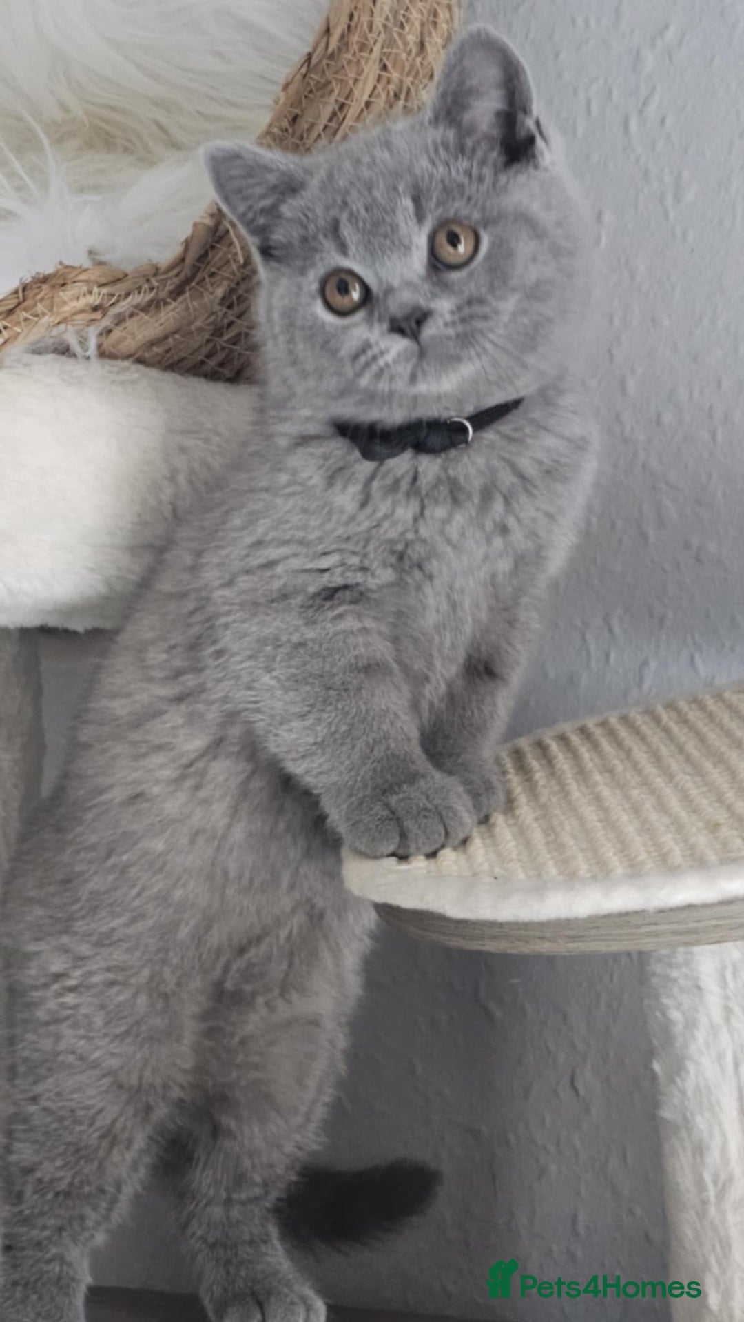 British Shorthair cats for sale: (READY NOW) Show Quality Champions 🥇🏆BSH GCCF - Image 9
