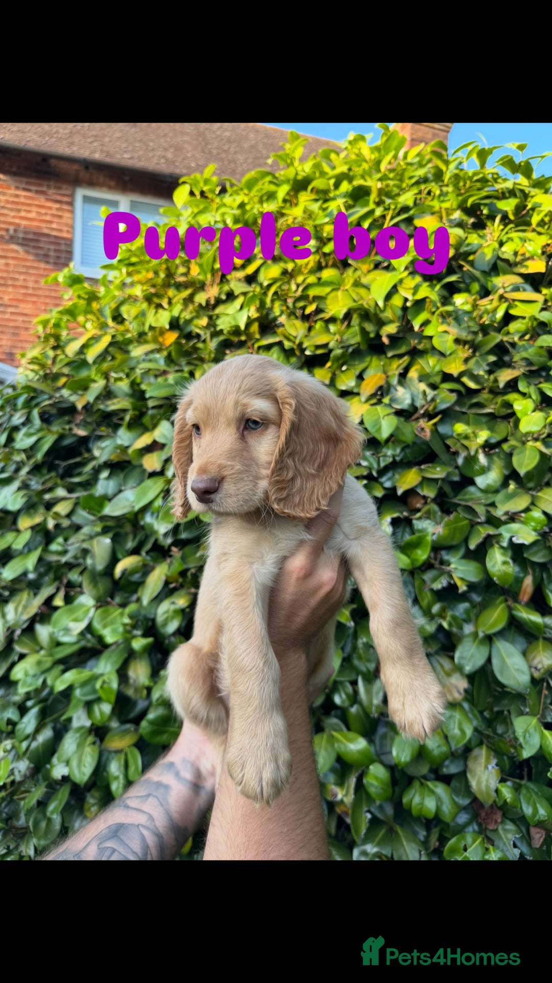 Cocker Spaniel dogs for sale: READY TO GO.. beautiful cocker spaniel puppies - Image 2