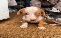 Dachshund dogs for sale: Very unusual sausage dogs - Image 2