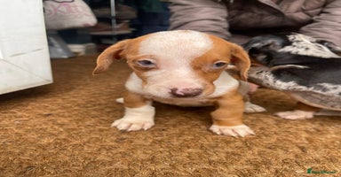 Dachshund dogs - Advert 2