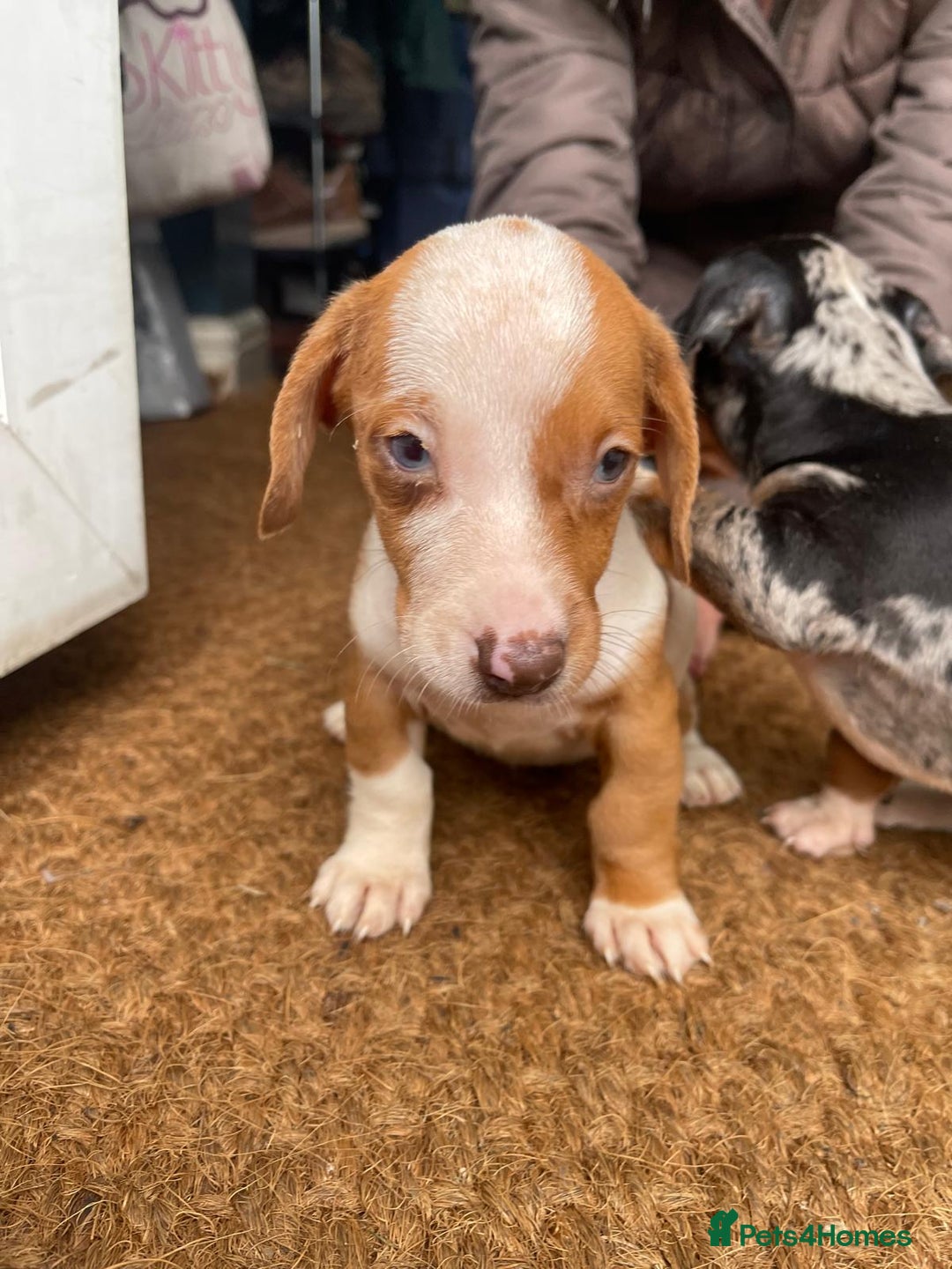 Dachshund dogs for sale: Very unusual sausage dogs - Image 2