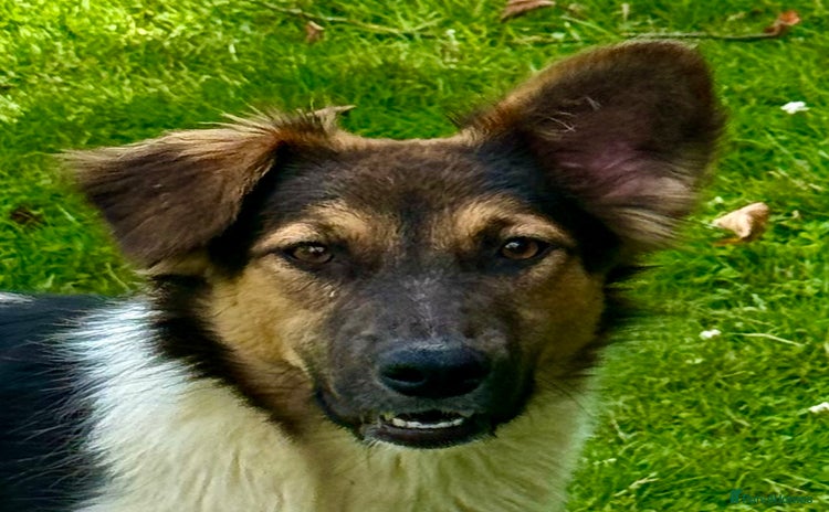 Border Collie dogs - Advert 2