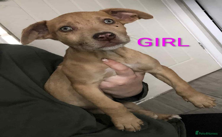 Mixed Breed dogs - Advert 6