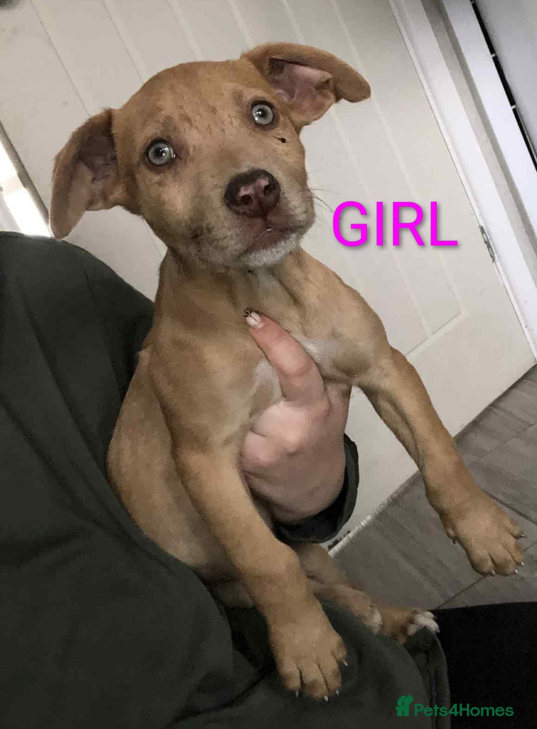 Mixed Breed dogs for sale: Mix breed  - Image 1