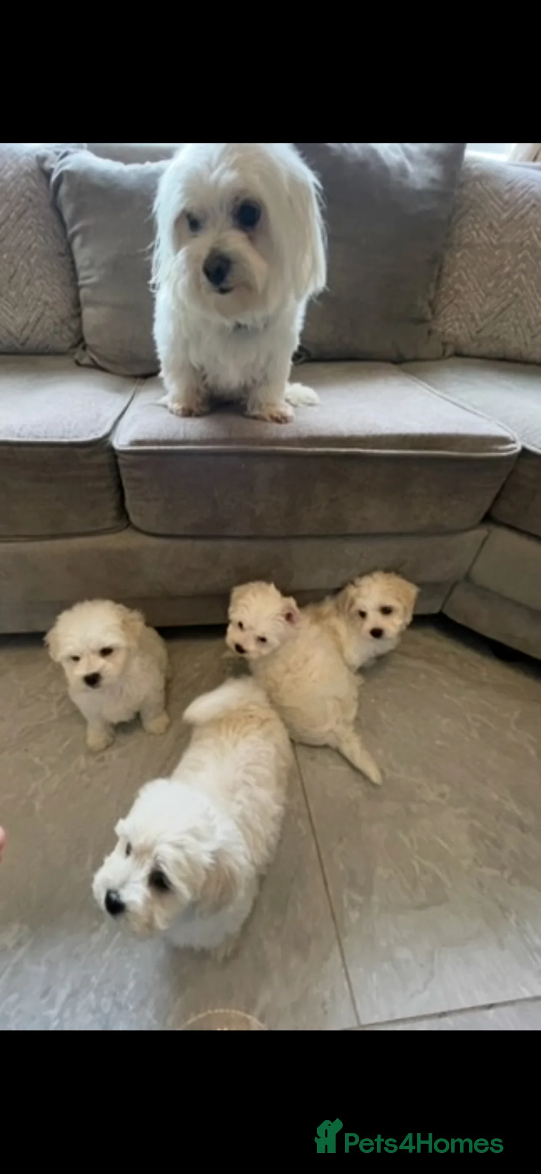 Maltipoo dogs for sale: 🐾 maltipoo puppy’s 🐾  - Advert 2