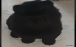 Chow Chow dogs for sale:  KC registered Chow Chow puppies for sale.🤗 - Image 26