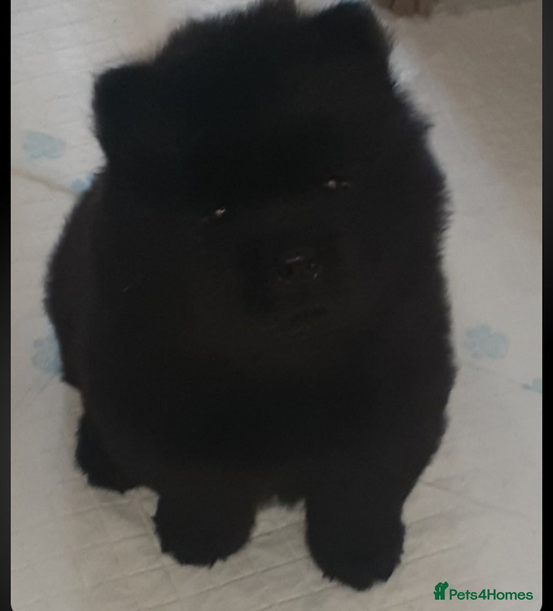 Chow Chow dogs for sale:  KC registered Chow Chow puppies for sale.🤗 - Image 26