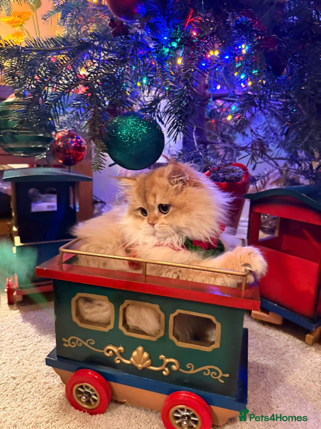 British Shorthair cats for sale: Last boy - superb pedigree and clear genetic tests - Advert 13