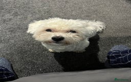 Mixed Breed dogs for sale: Alfie  - Advert 8