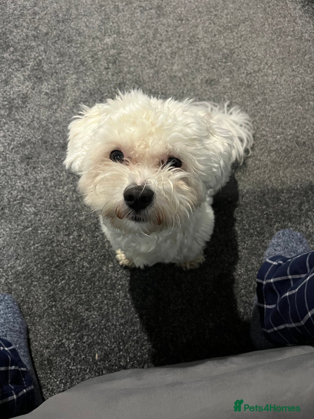 Mixed Breed dogs for sale: Alfie  - Advert 8