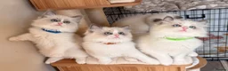 Ragdoll cats for sale: Fluffy Ragdoll Kittens🐾 in Peterborough - Advert 23