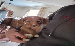 Cocker Spaniel dogs for sale: Beautiful kc working cocker spaniel puppies  - Image 11