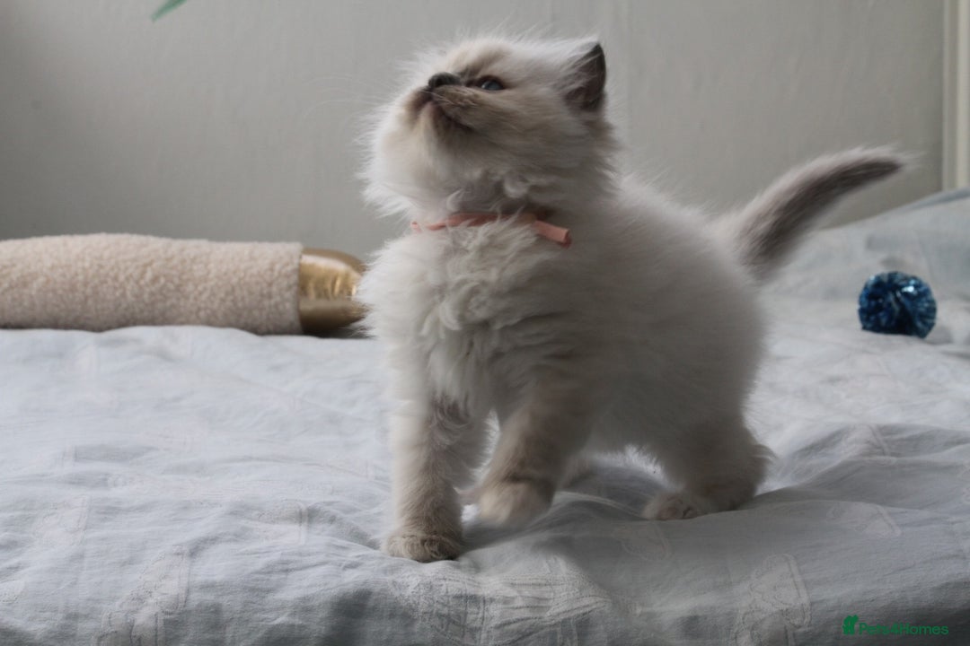 Ragdoll cats for sale: Active TICA princesses 👑❤️🩷💜 - Image 25