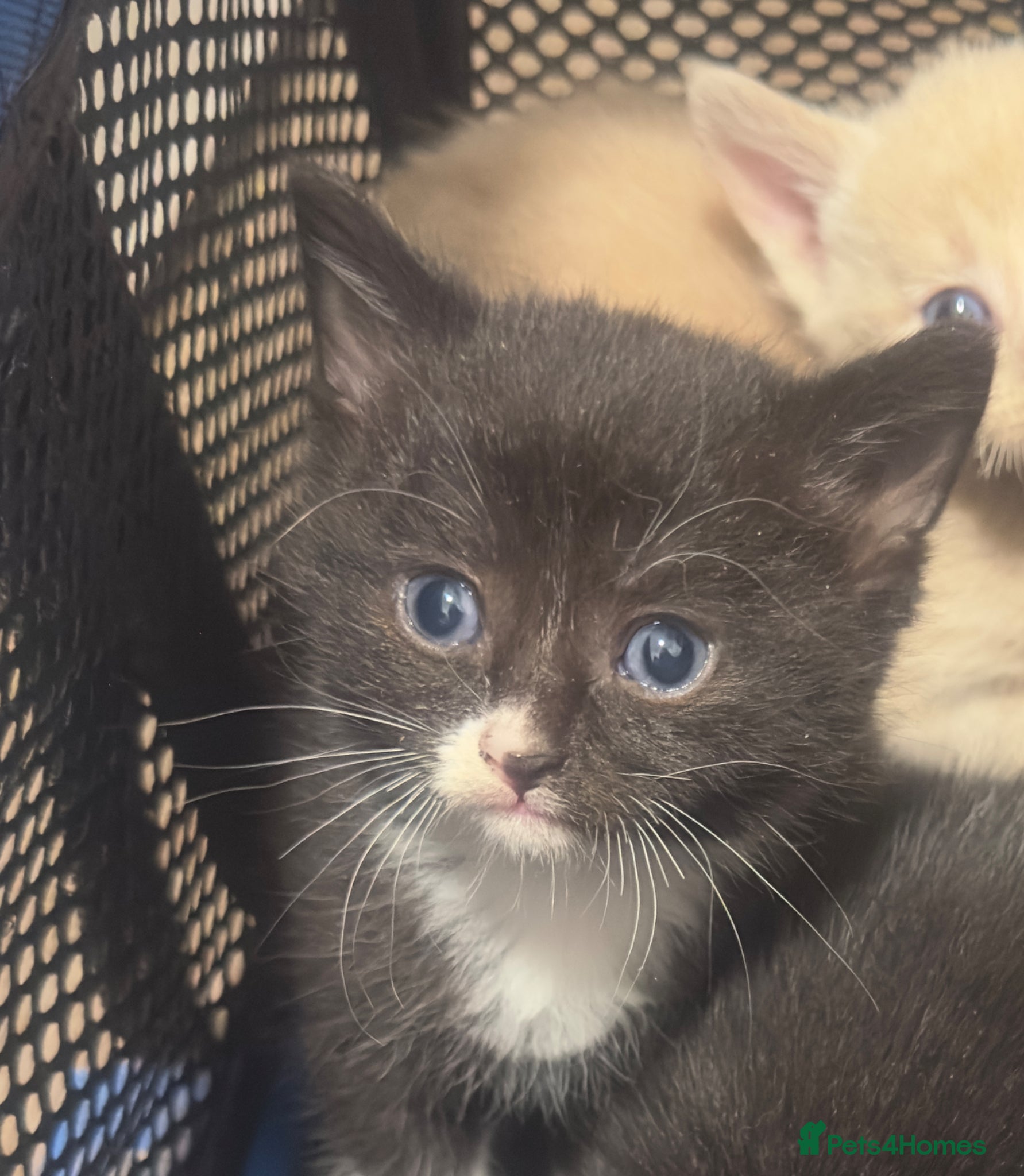 Mixed Breed cats black/white female left :)  - Advert 22