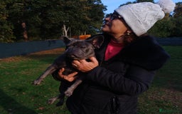 French Bulldog dogs for adoption: Meet BONNIE - a Lovely Girl, for a Loving Home - Image 9