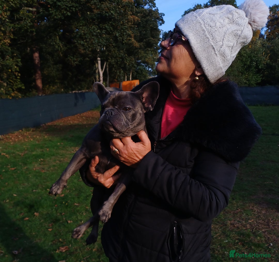 French Bulldog dogs for adoption: Meet BONNIE - a Lovely Girl, for a Loving Home - Image 9