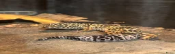 Leopard Gecko reptiles for sale: Male leopard gecko in Glasgow - Advert 1