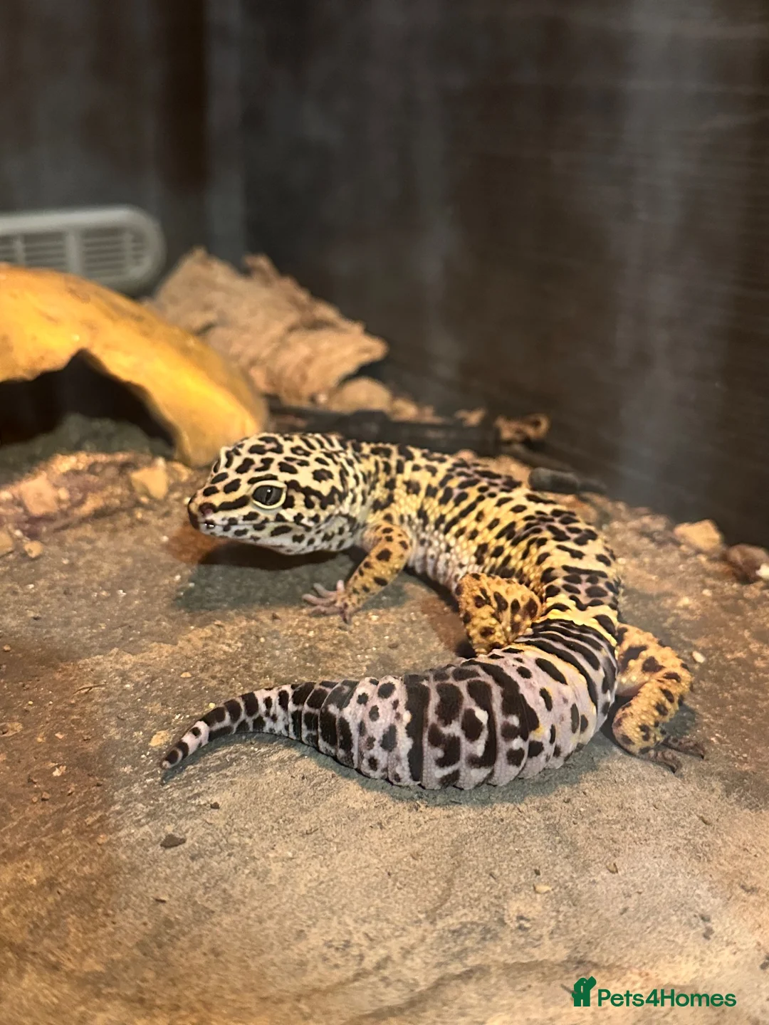 Leopard Gecko reptiles for sale: Male leopard gecko in Glasgow - Advert 1