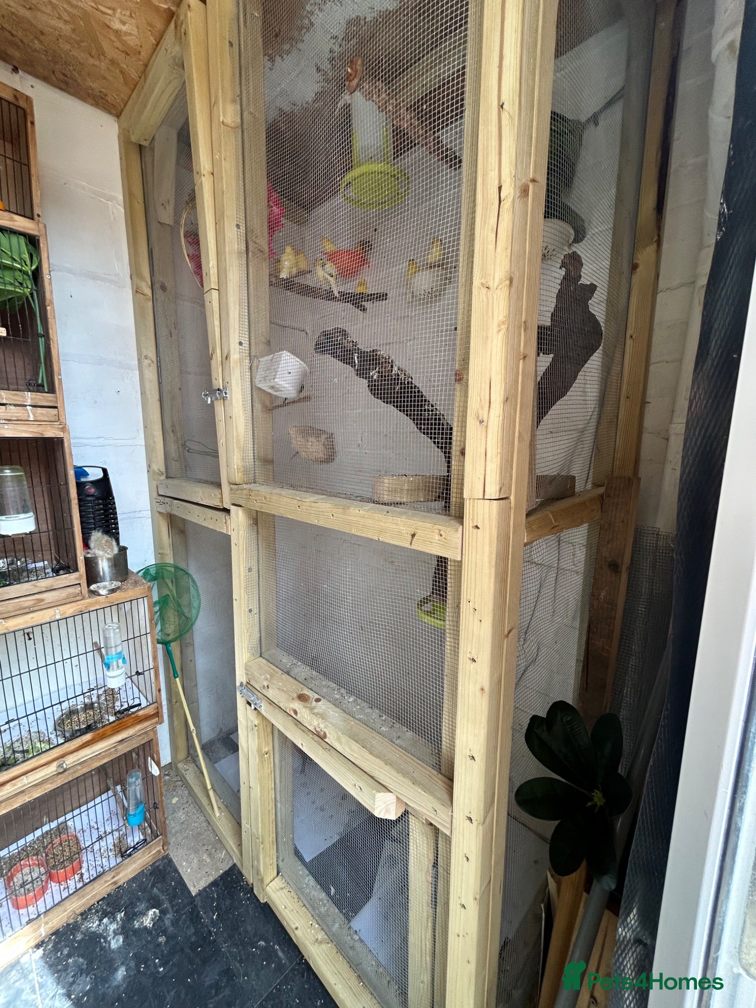 Canaries birds Canerys for sale  - Advert 23