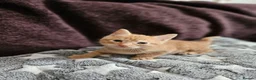 Mixed Breed cats for sale: Persain X Domestic Available  - Advert 3