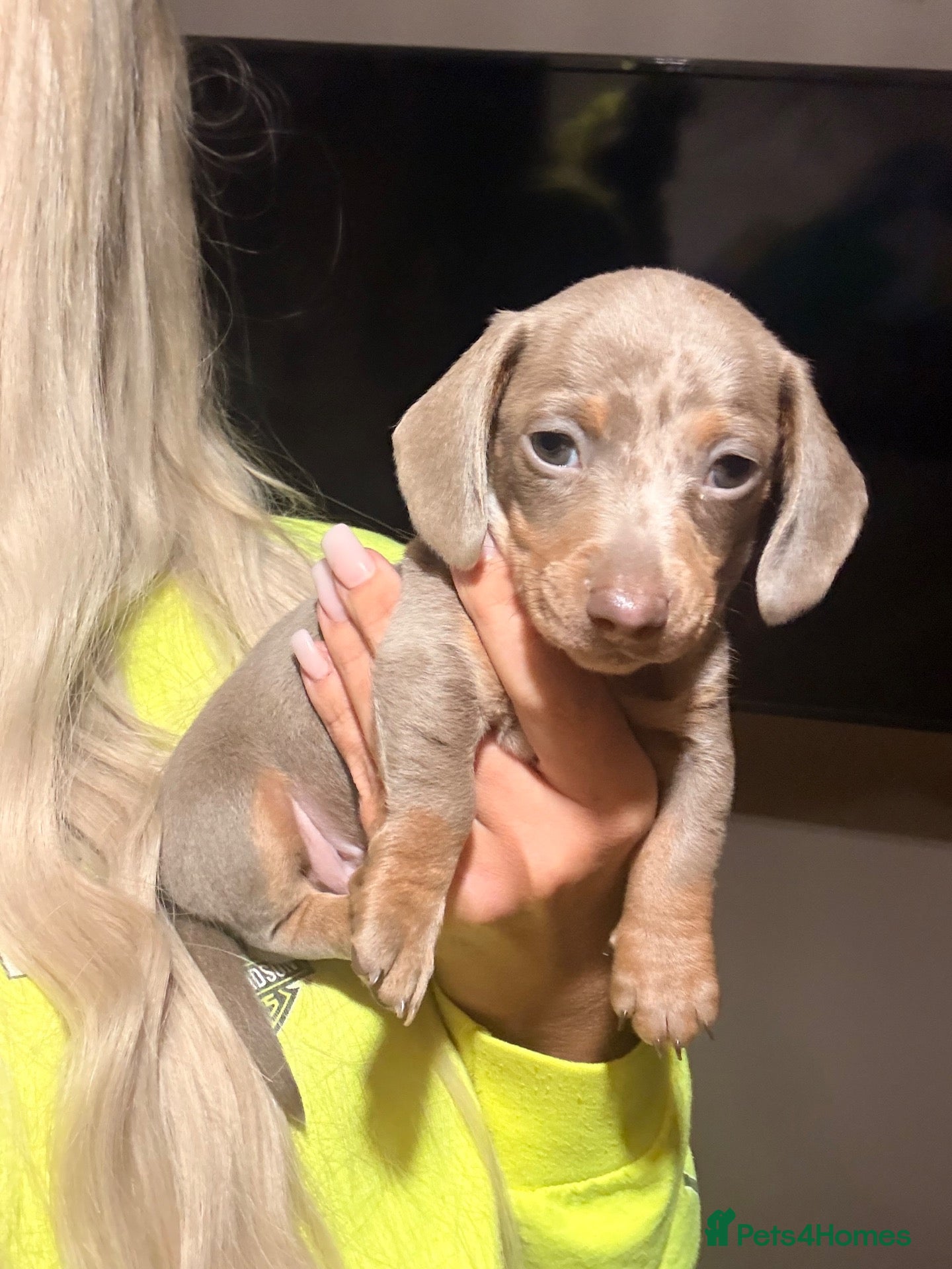 Miniature Dachshund dogs 1 Isabella miniature dachshund puppy . - Advert 2