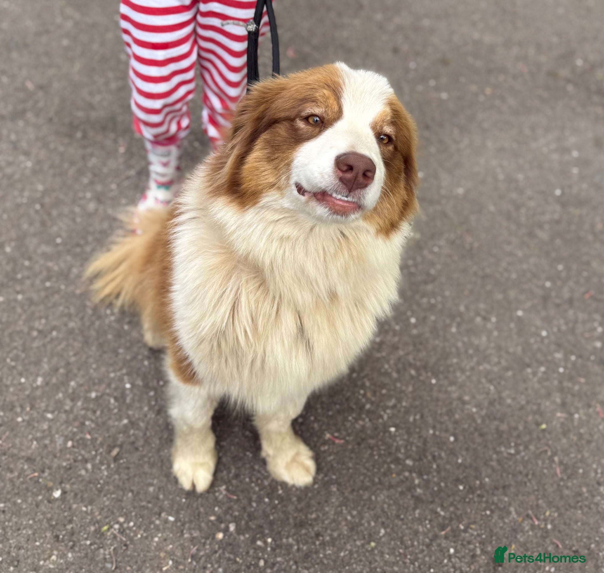 Australian Shepherd dogs Kc registered Female adult seeking home - Advert 6