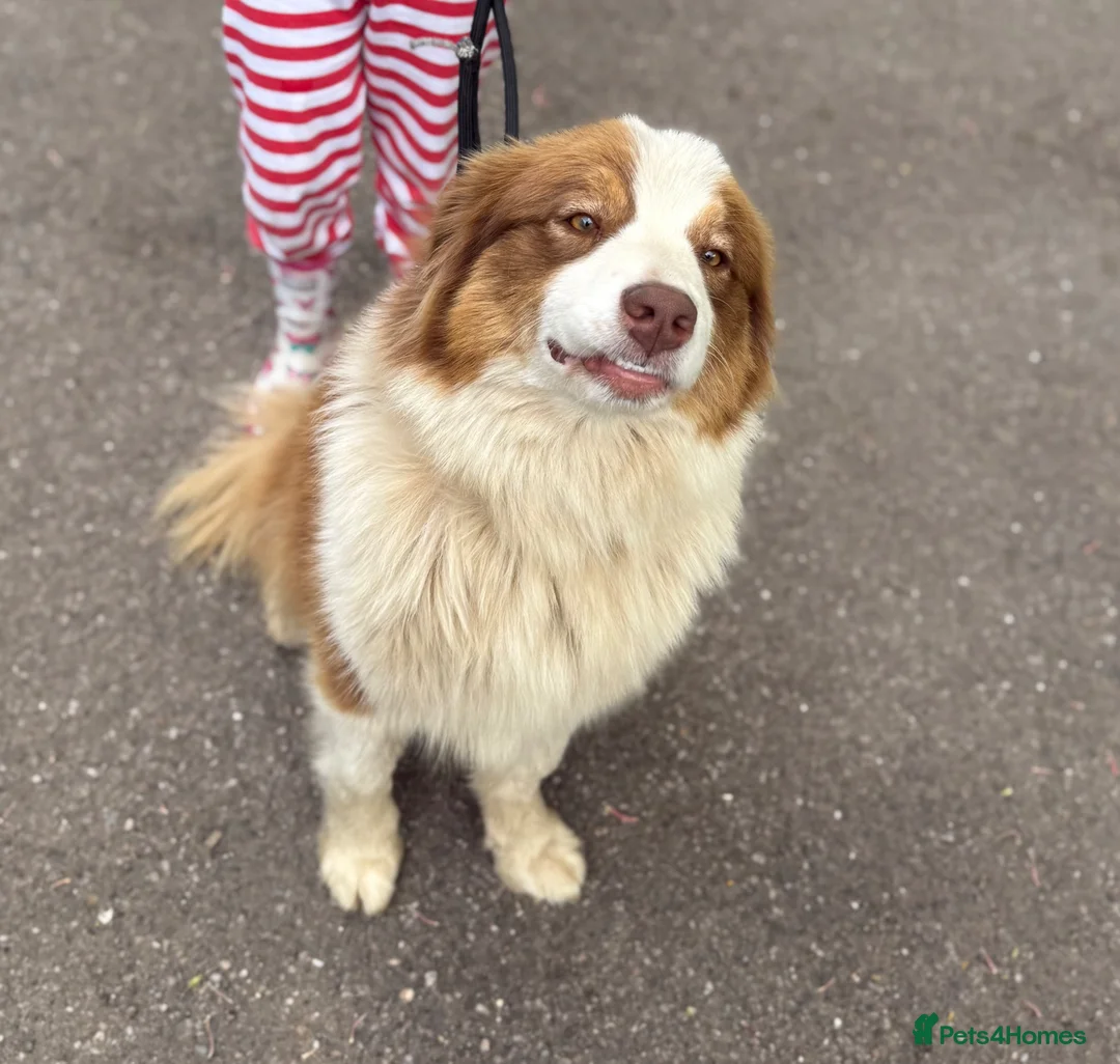 Australian Shepherd dogs for sale: Kc registered Female adult seeking home - Advert 1