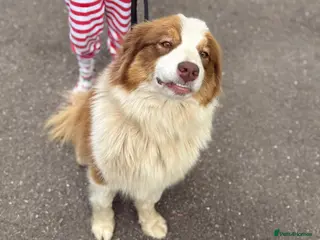 Australian Shepherd dogs Kc registered Female adult seeking home - Advert 15