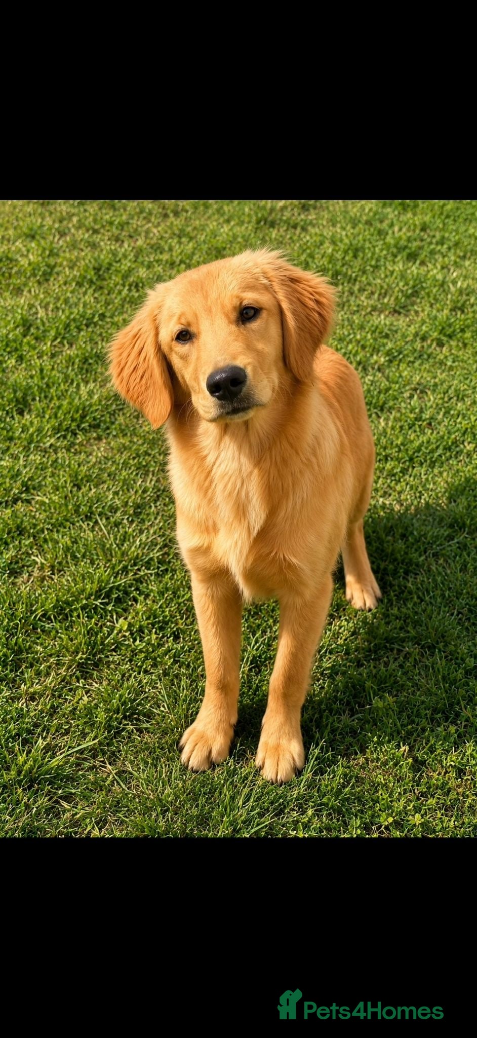 Golden Retriever dogs 8 month old female puppy  - Advert 2