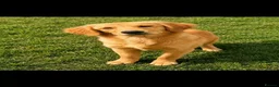 Golden Retriever dogs for sale: 8 month old female puppy  - Advert 2