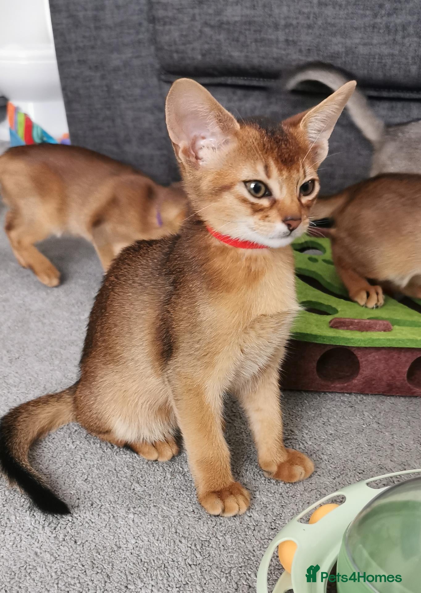 Abyssinian cats Beautiful Abyssinian Kitten ready for reservation  - Advert 2
