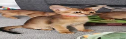 Abyssinian cats for sale: Beautiful Abyssinian Kitten ready for reservation  - Advert 2