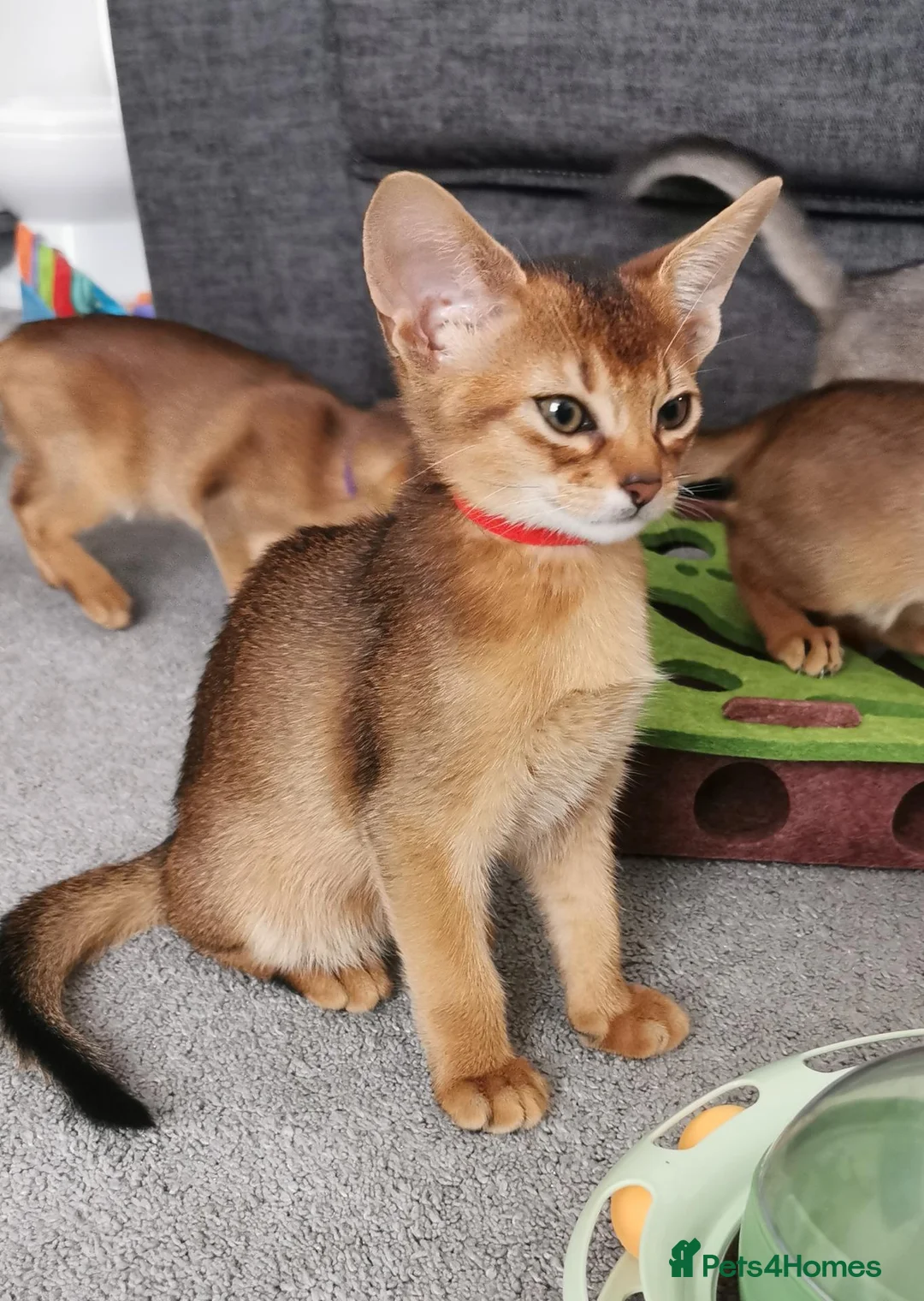 Abyssinian cats for sale: Beautiful Abyssinian Kitten ready for reservation  - Advert 2
