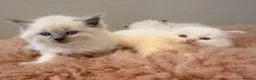 Ragdoll cats for sale: Beautiful ragdoll babies! 😻😻😻 - Advert 12