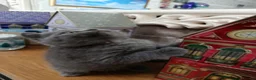 British Shorthair cats for sale: Beautiful kittens - Advert 6
