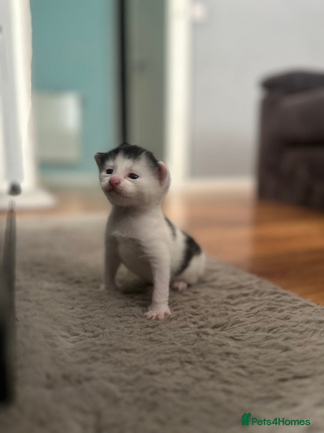 Domestic Shorthair cats for sale: Mr black and white kitten almost 3wks old  - Image 1