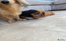 Miniature Dachshund dogs for sale: KC Reg long hair mini dachshunds “Ready now” - Image 24