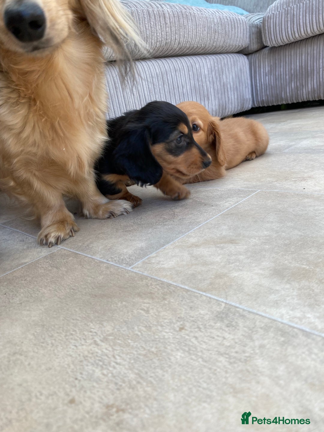 Miniature Dachshund dogs for sale: KC Reg long hair mini dachshunds “Ready now” - Image 24
