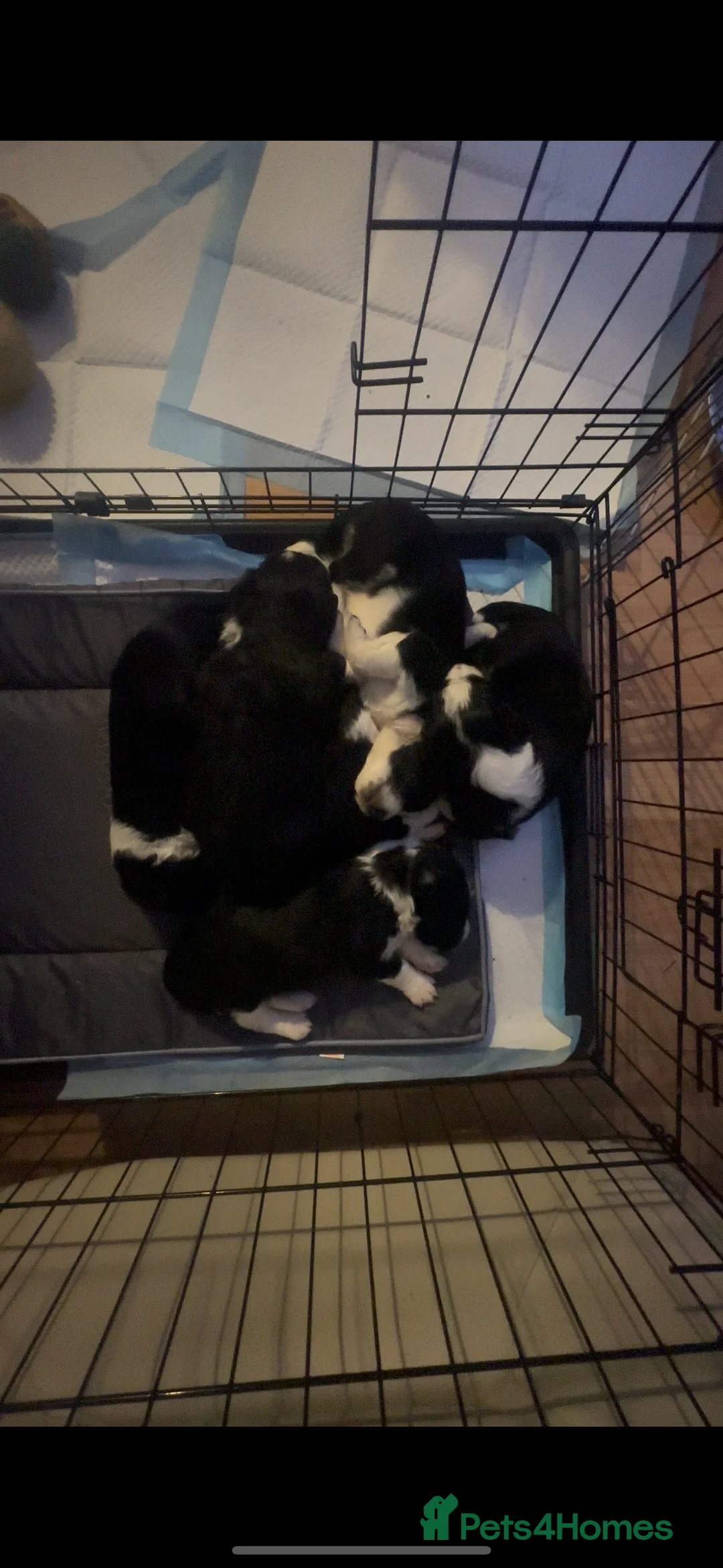 Mixed Breed dogs for sale: Collie x Cockapoo Puppies 🖤 - Advert 2