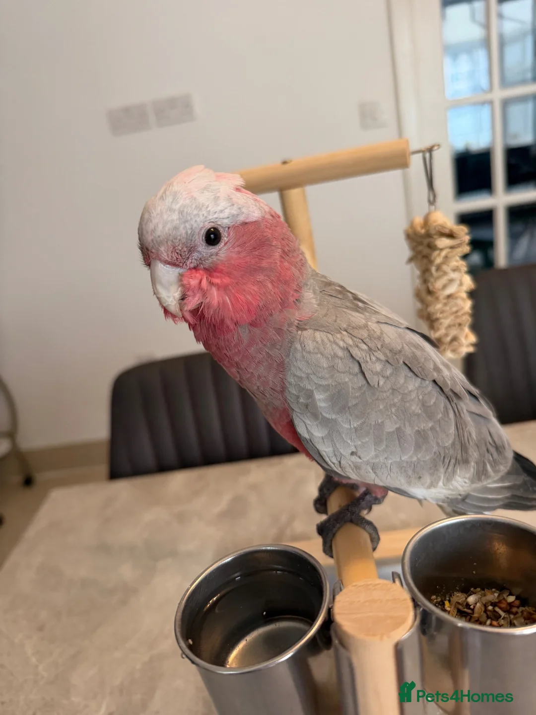 Ringnecks birds for sale:  Baby Ringnecks, Baby Quakers, Baby Galah cockatoo - Advert 2