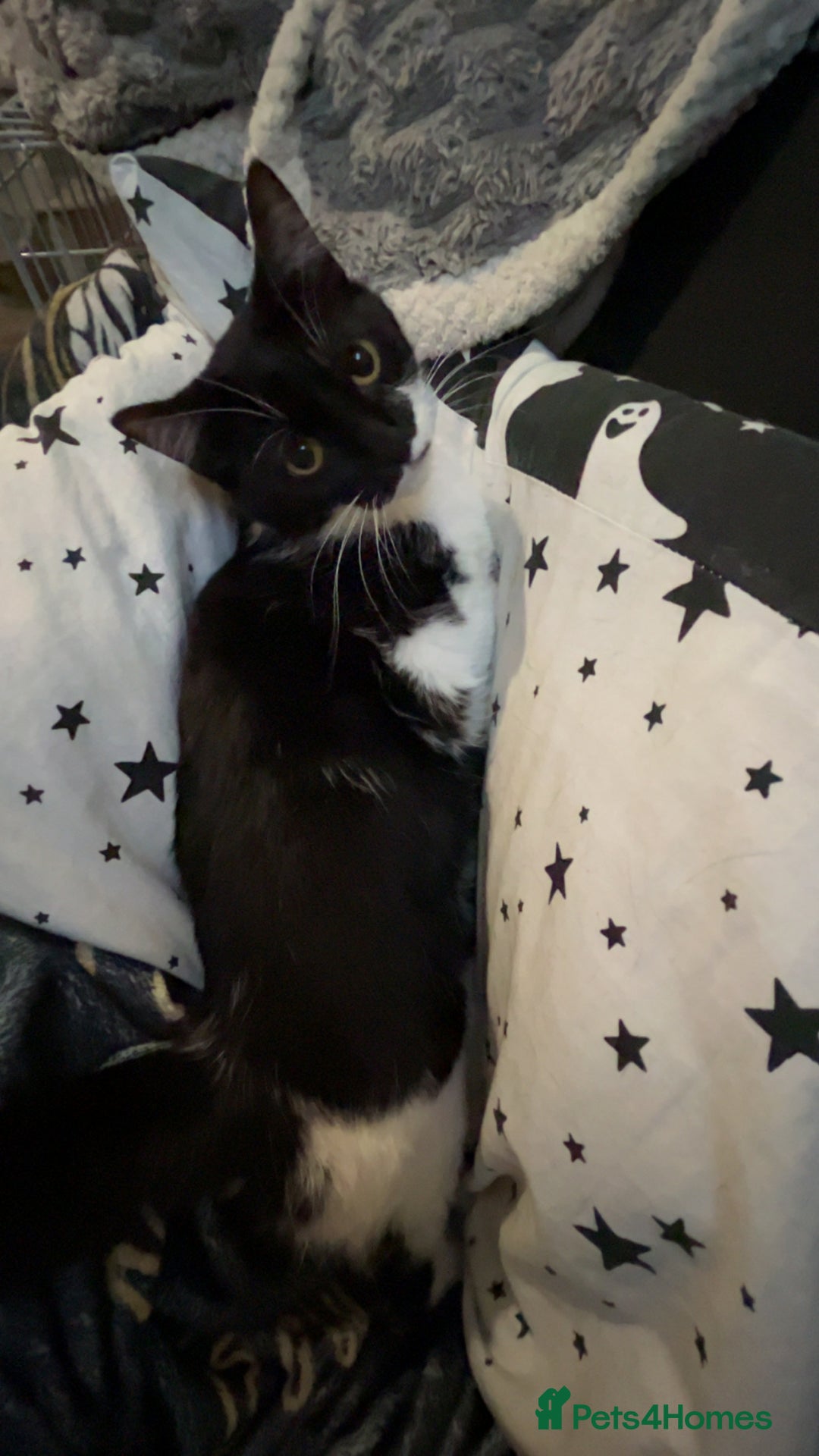 Mixed Breed cats for sale: Duchess mason - Advert 6