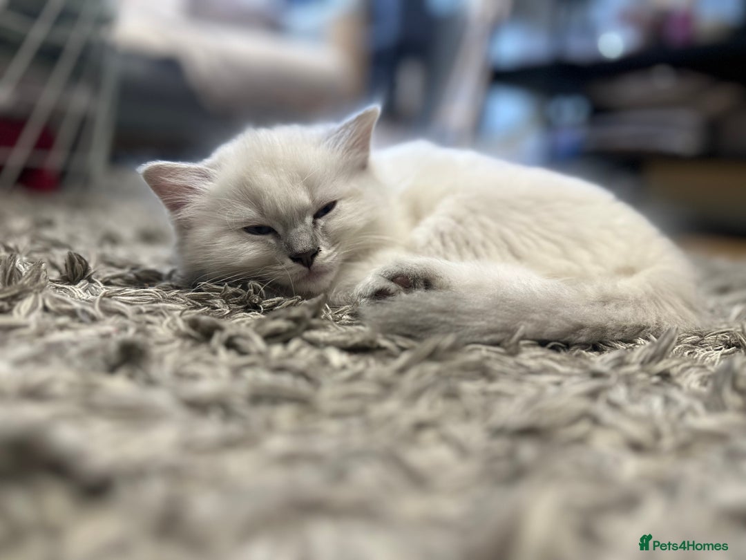 Ragdoll cats for sale: Ragdoll male kitten READY TO GO - Image 6