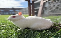 Netherland Dwarf rabbits for sale: •AVAILABLE• Pedigree Netherland Dwarf Bunny in Rushden - Image 12