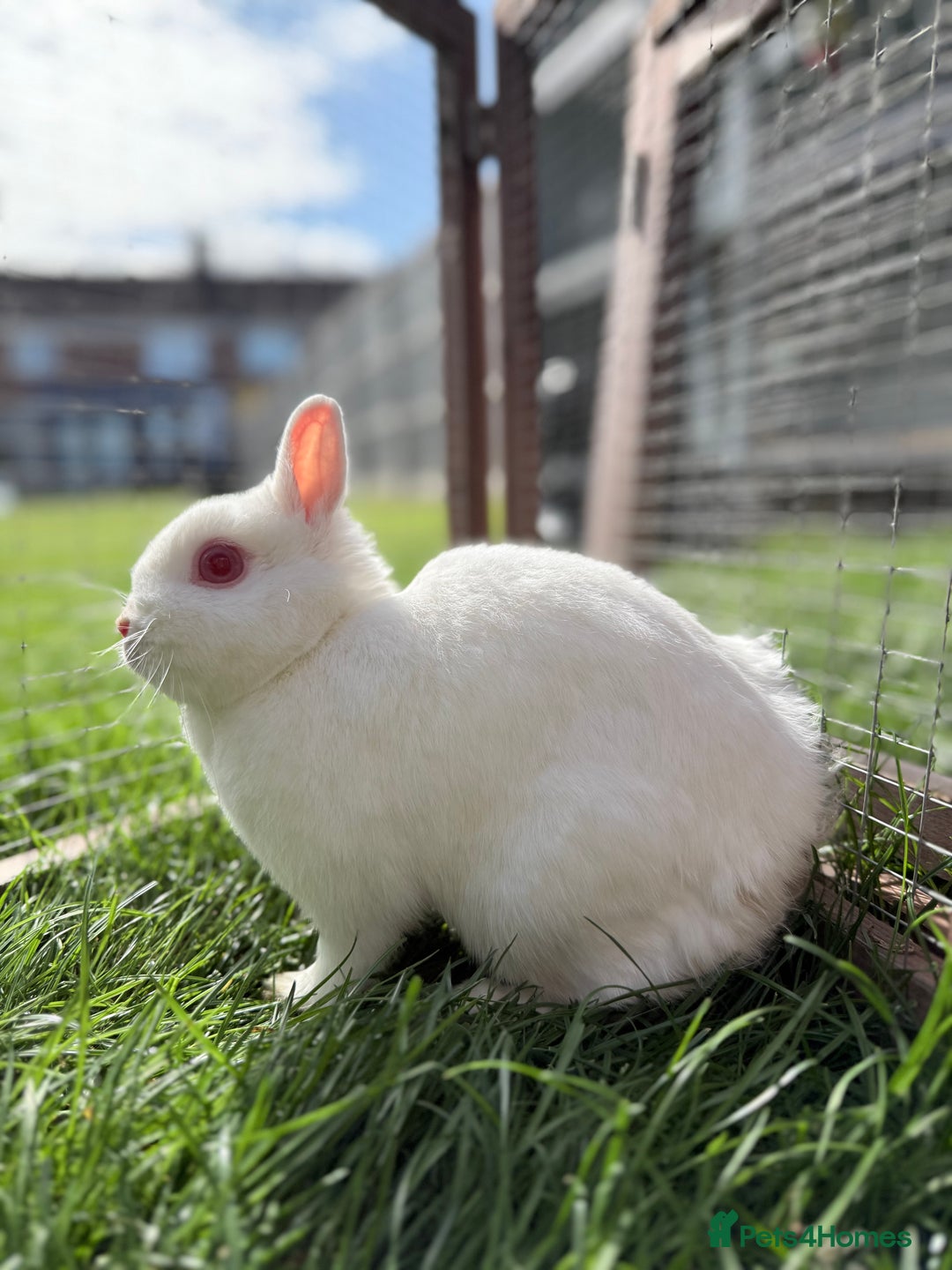 Netherland Dwarf rabbits for sale: •AVAILABLE• Pedigree Netherland Dwarf Bunny in Rushden - Image 12