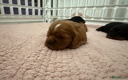 Cavalier King Charles Spaniel dogs for sale: Ruby boys kc cavalier King Charles puppies  - Image 38