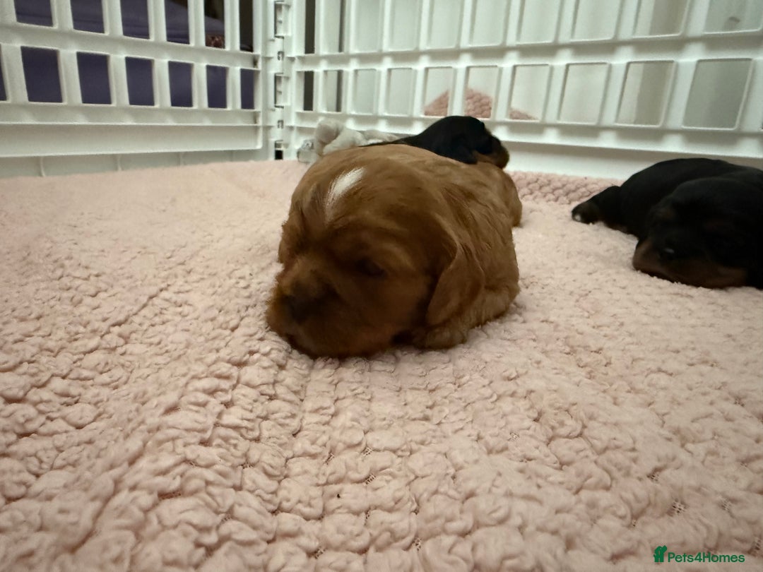 Cavalier King Charles Spaniel dogs for sale: Ruby boys kc cavalier King Charles puppies  - Image 38
