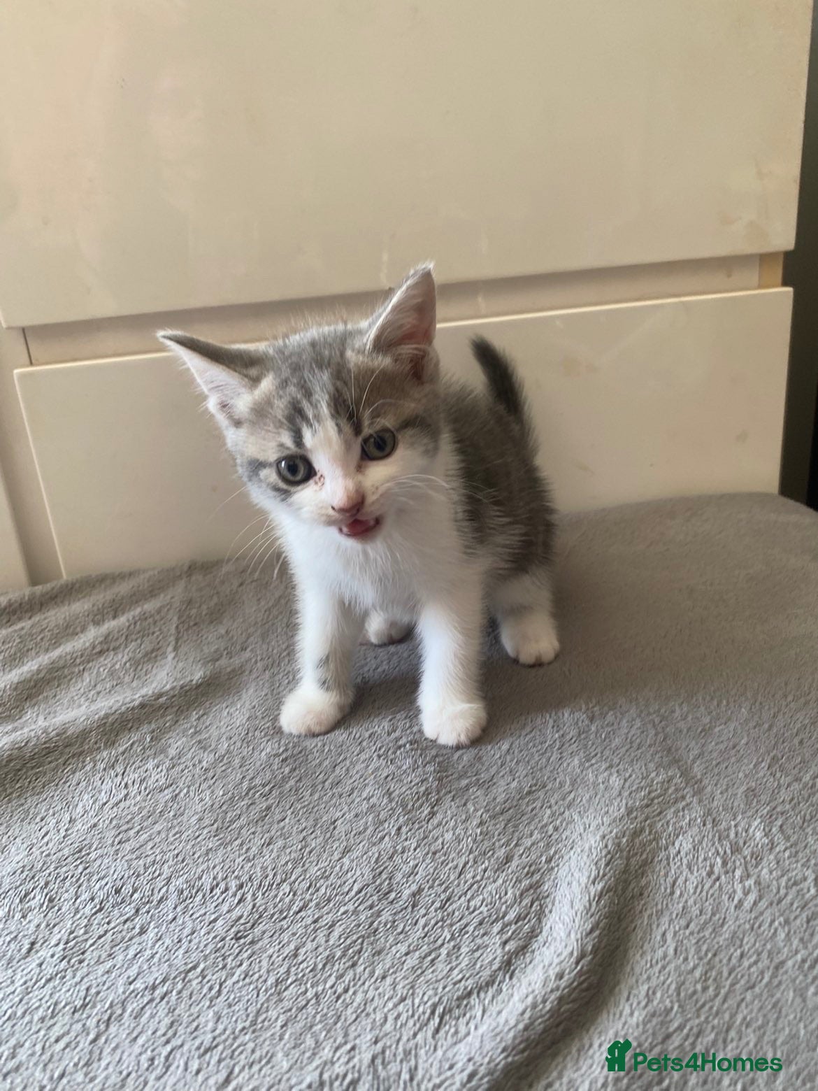Mixed Breed cats kitten for sale  - Advert 1