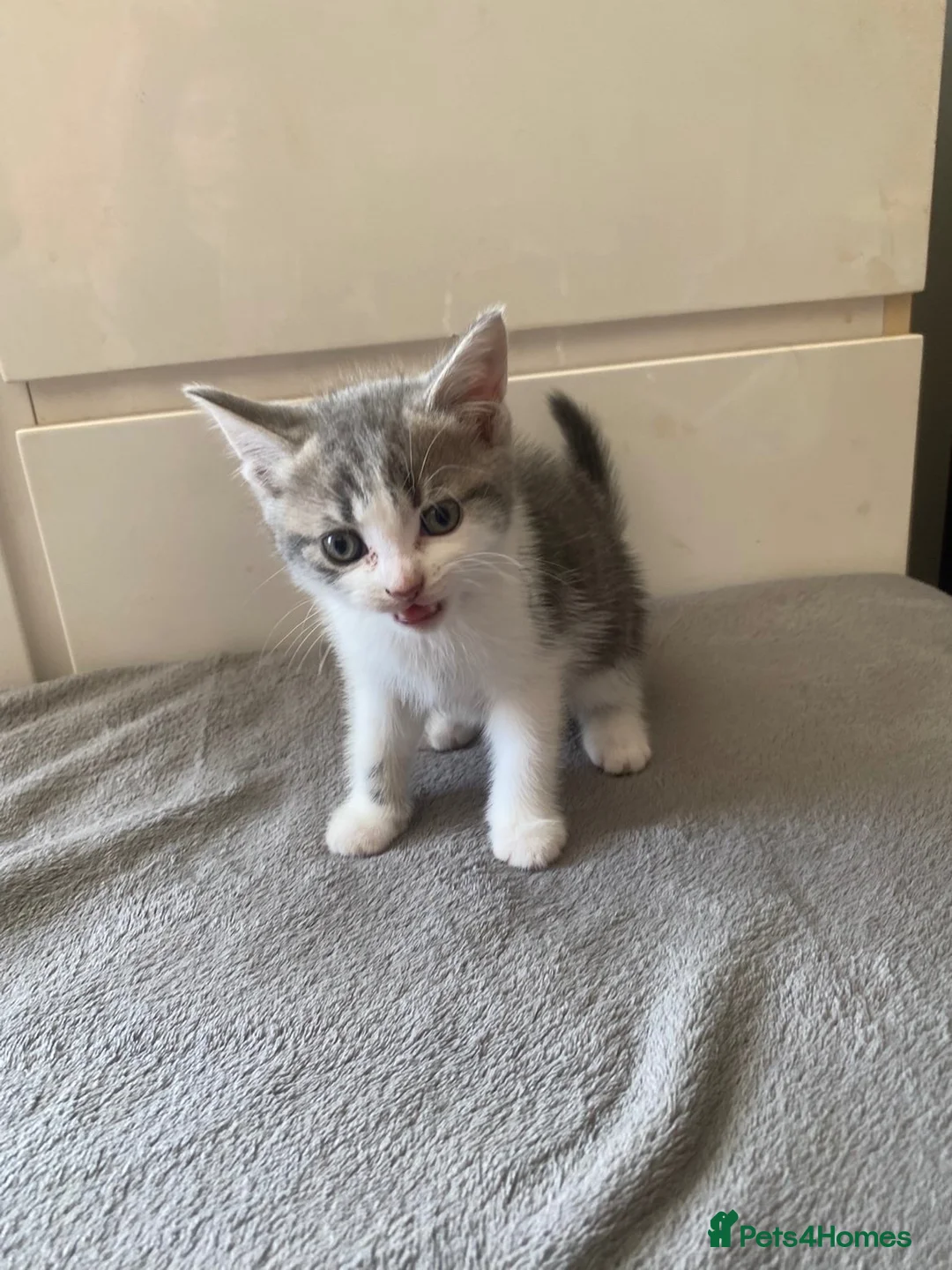 Mixed Breed cats for sale: kitten for sale  - Advert 1