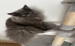 Persian cats for sale: Male Persian/British shorthair - Image 4