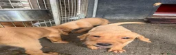 Labrador Retriever dogs for sale: KC Registered Fox Red Puppies in Dunkeld - Advert 6